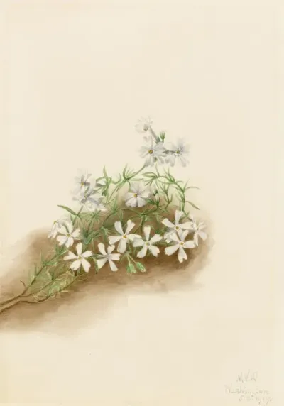 Moss Pink Phlox Subulate