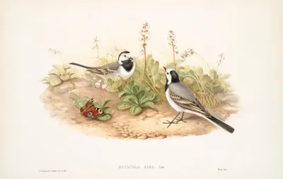 Motacilla Alba White Wagtail