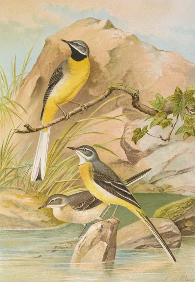 Motacilla Boarula