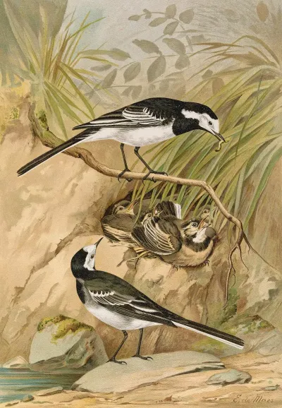Motacilla Lugubris Temm