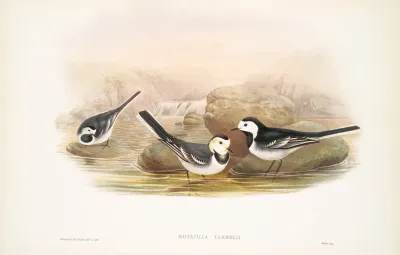 Motacilla Yarrelli Pied Wagtail
