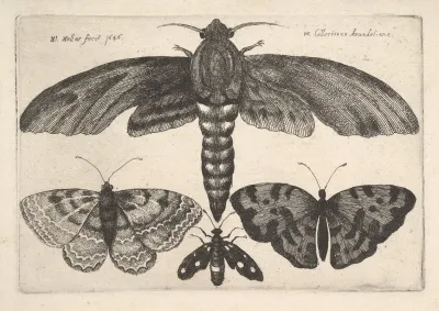 Moth And Three Butterflies