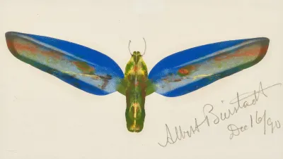 Moth