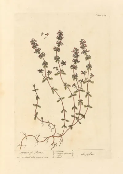 Mother Of Thyme