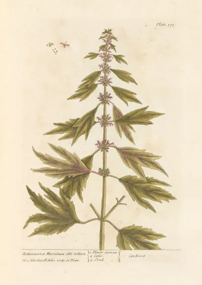 Motherwort Or Marrubium