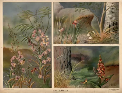Moths I