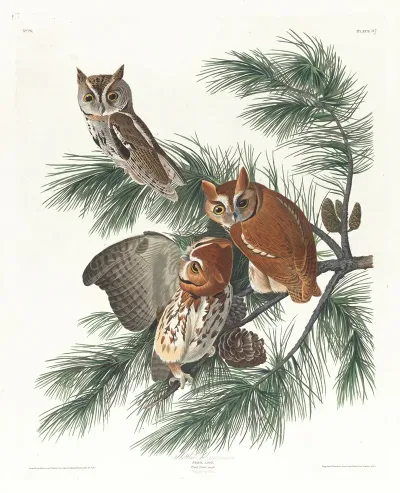 Mottled Owl 2