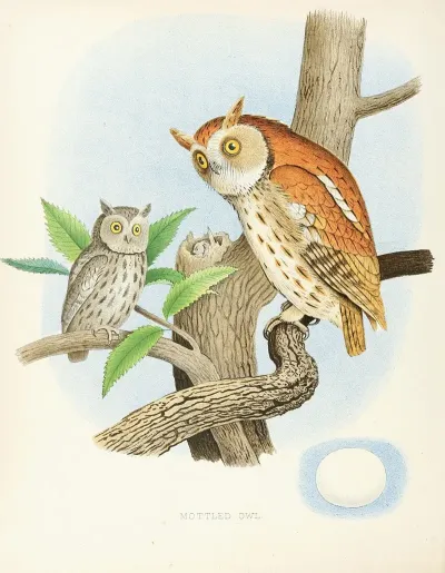 Mottled Owl
