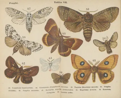 Motyle Atlasik Kieszonkowy Pl 07
