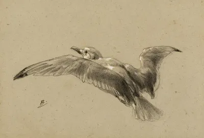 Mouettes 2