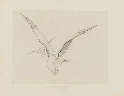 Mouettes Dessin Pour Le Cul De Lampe Du Chapitre 4 Inclination Naissante