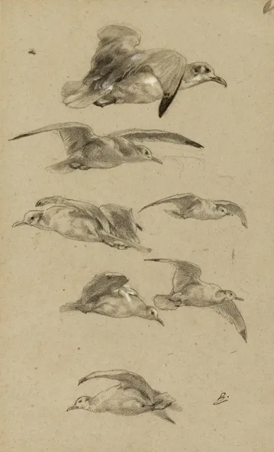 Mouettes
