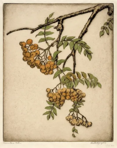 Mountain Ash 2