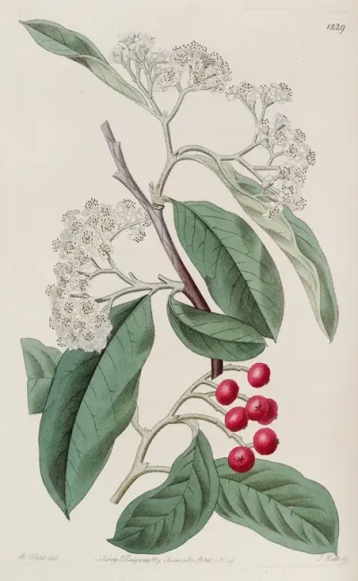 Mountain Cotoneaster