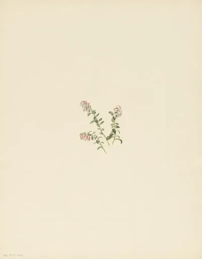Mountain Cranberry Flower Vaccinium Vitisidaea Minus 2