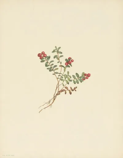 Mountain Cranberry Fruit Vaccinium Vitisidaea Minus 2