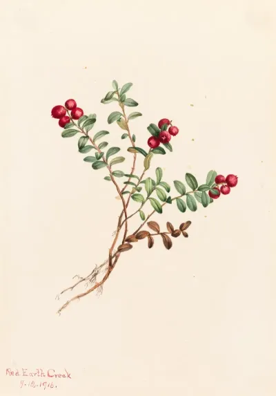 Mountain Cranberry Vaccinium Vitisdaea Minus