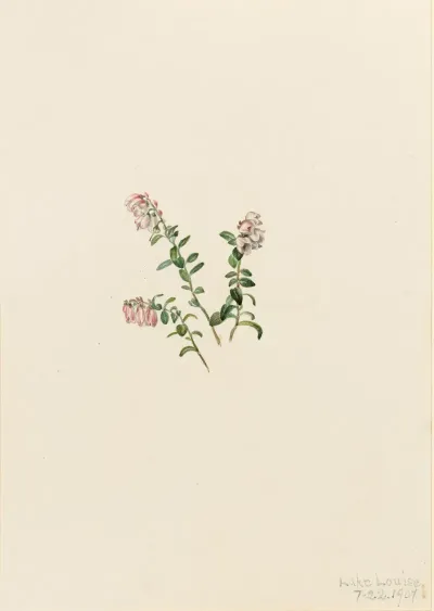 Mountain Cranberry Vaccinium Vitisidaea Minus