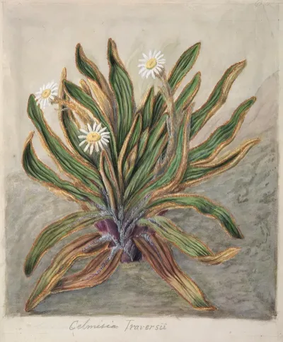 Mountain Daisy