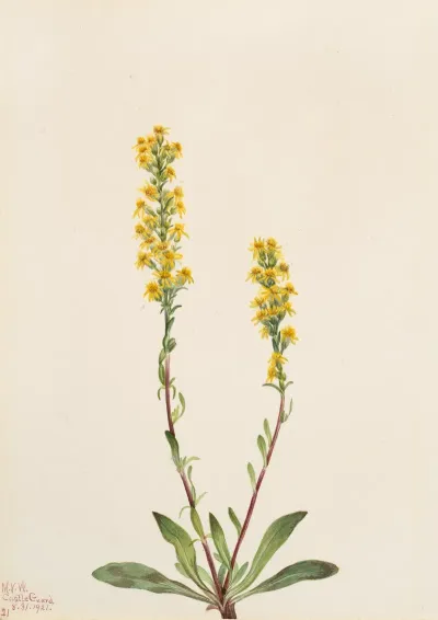 Mountain Goldenrod Solidago Oreophila