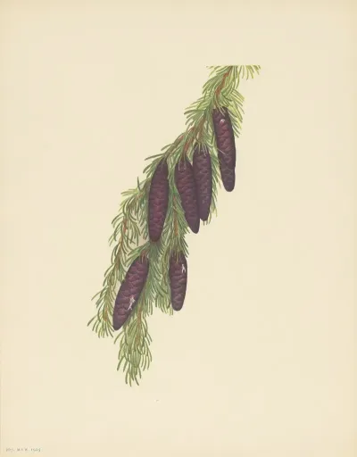 Mountain Hemlock Tsuga Mertensiana 2