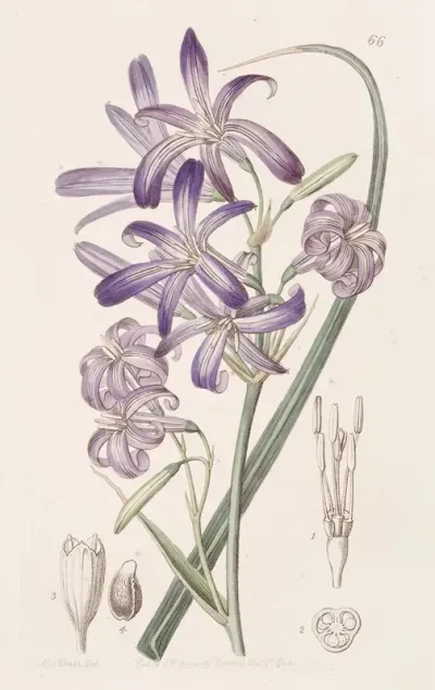 Mountain Ixia Lily