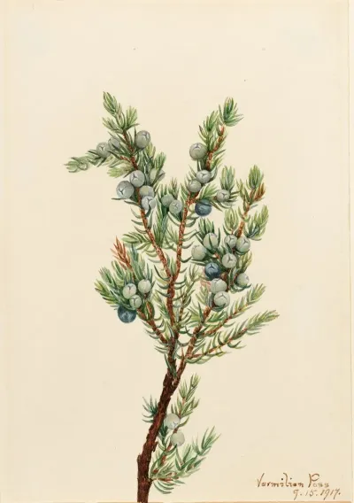 Mountain Juniper Juniperus Sibirica 2