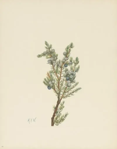 Mountain Juniper Juniperus Sibirica 3