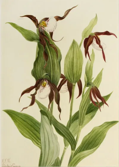 Mountain Ladys Slipper Cypripedium Montanum