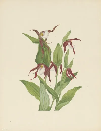 Mountain Ladyslipper Cypripedium Montanum 2