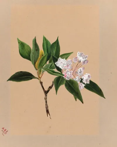 Mountain Laurel Kalmia Latifolia 2