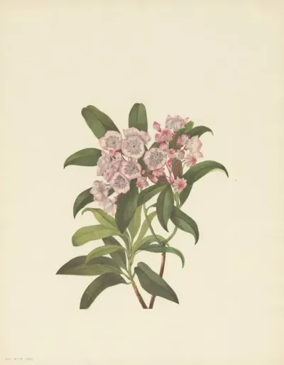 Mountain Laurel Kalmia Latifolia 3