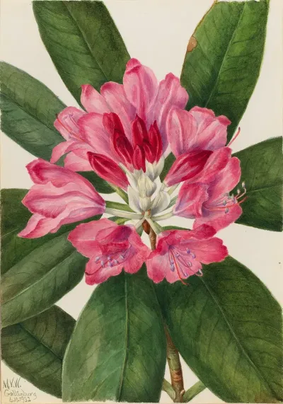 Mountain Rose Bay Rhododendron Catawbiense