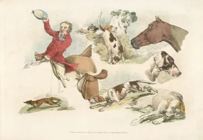 Mounted Hunter Running Dogs And A Fox
