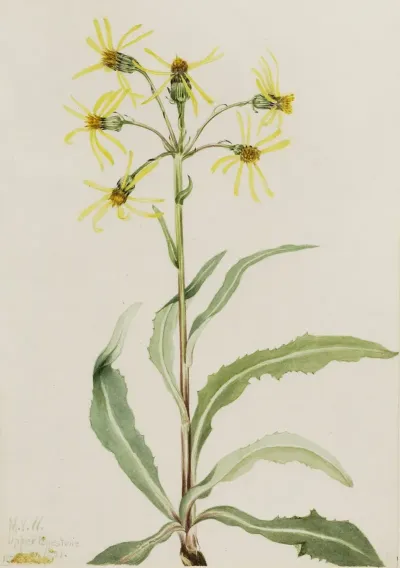 Mourning Groundsel Senecio Lugens 2