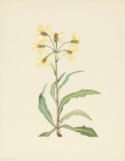 Mourning Groundsel Senecio Lugens 3