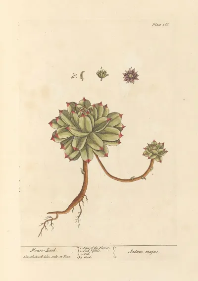 Mouse Leek
