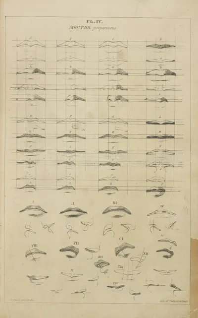 Mouths Proportions