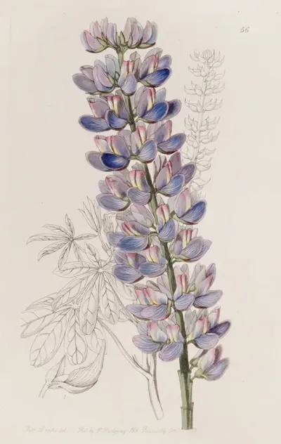Mr Barkers Lupine