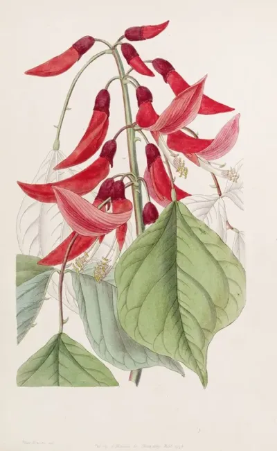Mr Bidwills Erythrina