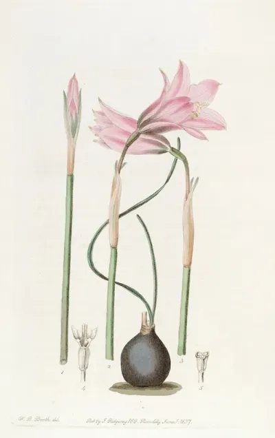 Mr Booths Slender Leaved Habranthus