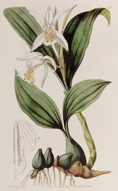 Mr Cumings Caelogyne