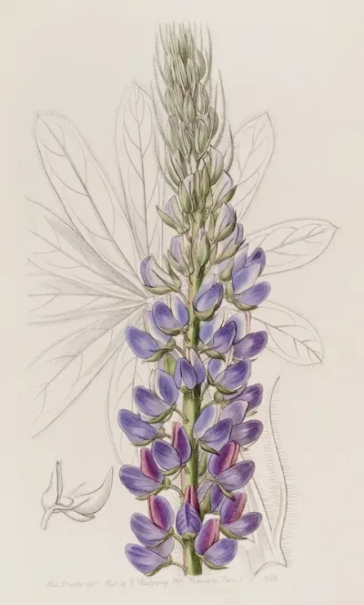 Mr Hartwegs Lupine