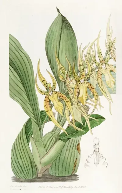 Mr Lances Brassia