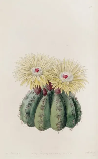 Mr Ottos Spiny Cactus
