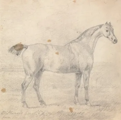 Mr Plumers Horse