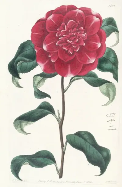 Mr Reevess Crimson Camellia