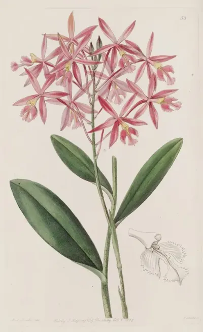 Mr Schomburgks Epidendrum