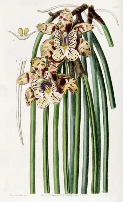 Mr Steels Maxillaria