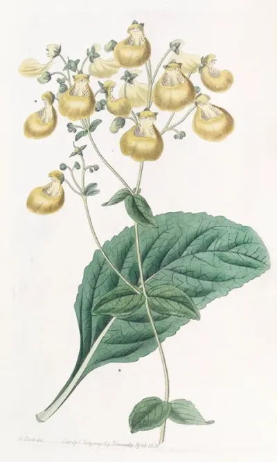 Mr W Herberts Calceolaria